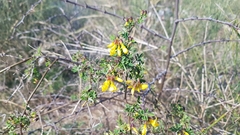 Hippocrepis emerus emeroides