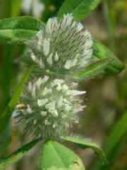 Trifolium diffusum