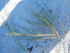 Thinopyrum distichum