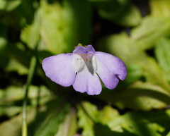 Mazus pumilio