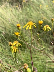 Senecio inornatus