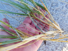 Thinopyrum distichum