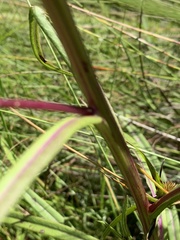 Senecio inornatus