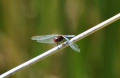 Erythrodiplax melanorubra