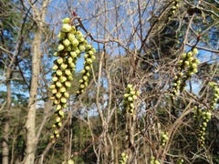 Stachyurus praecox