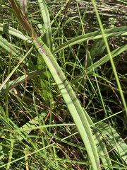 Senecio inornatus