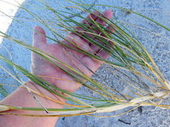Thinopyrum distichum