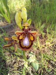 Ophrys speculum speculum