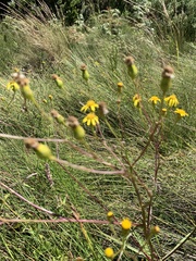 Senecio inornatus