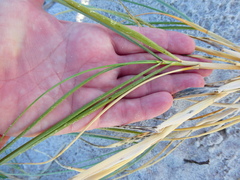 Thinopyrum distichum