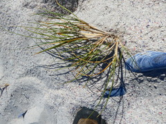Thinopyrum distichum