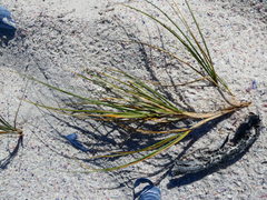 Thinopyrum distichum