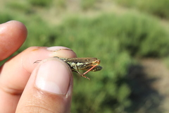 Chorthippus binotatus binotatus