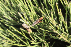 Chorthippus binotatus binotatus