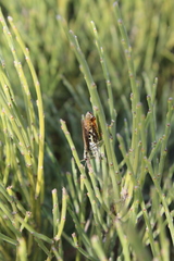 Chorthippus binotatus binotatus