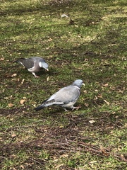Columba palumbus