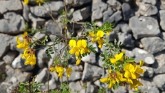 Hippocrepis emerus