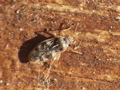 Monosteira unicostata