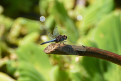 Erythrodiplax melanorubra