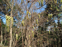 Stachyurus praecox