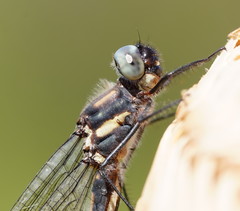 Cordulephya montana