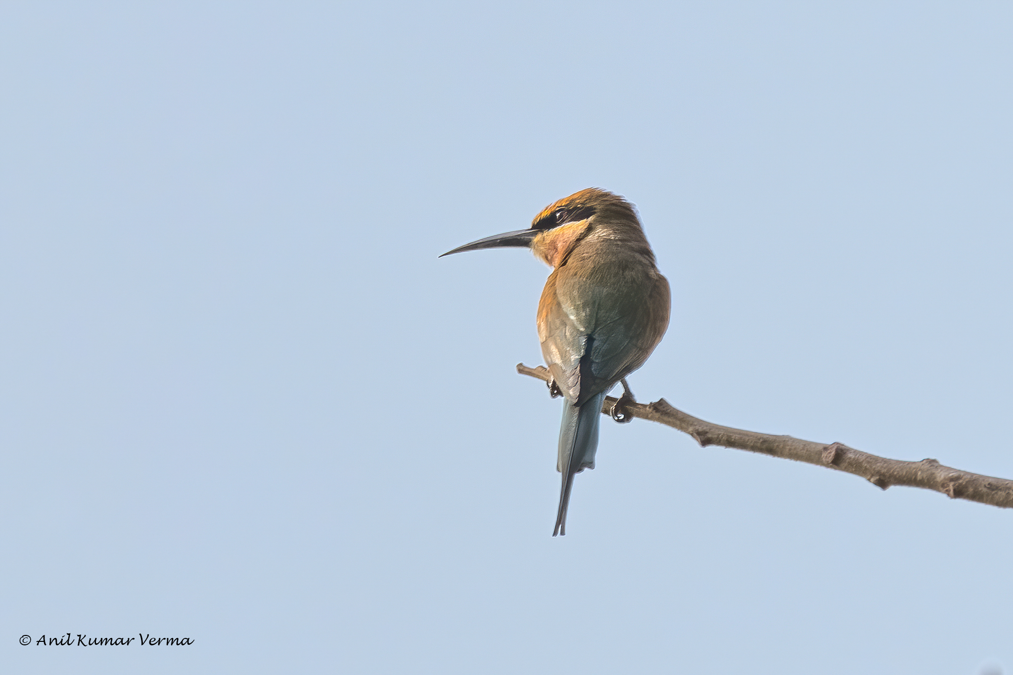 Blue-tailed Bee-eater