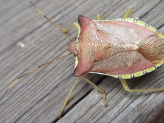 Pentatoma semiannulata
