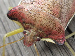 Pentatoma semiannulata