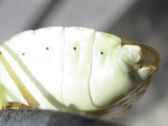 Pentatoma semiannulata