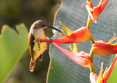 Arachnothera longirostra