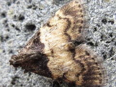 Lepidogma melanobasis