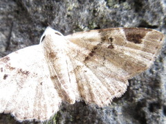 Aventiola pusilla