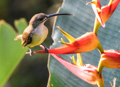Arachnothera longirostra