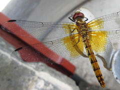 Sympetrum speciosum