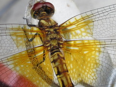 Sympetrum speciosum