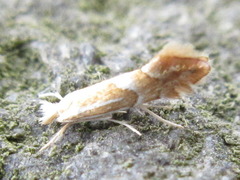 Phyllonorycter ringoniella