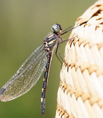 Cordulephya montana
