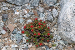 Rhodiola algida