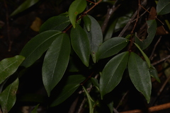 Pilidiostigma glabrum