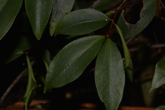 Pilidiostigma glabrum