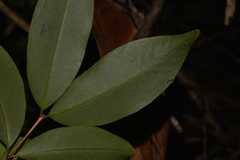 Pilidiostigma glabrum