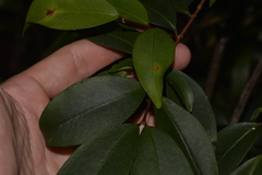 Pilidiostigma glabrum