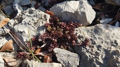 Petrosedum ochroleucum