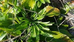 Lilium candidum