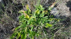 Lilium candidum