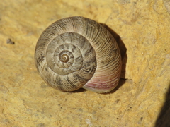 Xerosecta