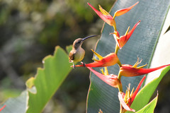 Arachnothera longirostra