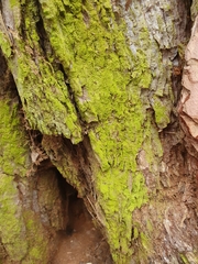 Desmococcus olivaceus
