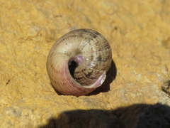 Xerosecta