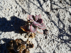 Manulea tomentosa